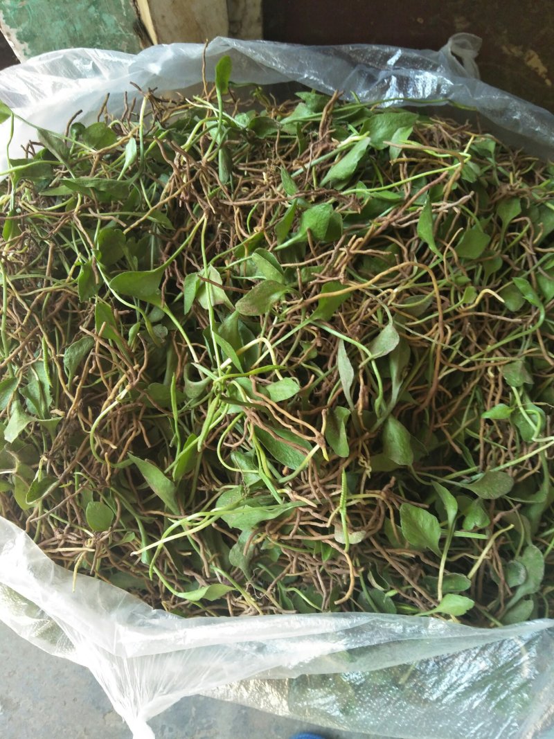 鲜一支箭