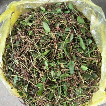 鲜一支箭