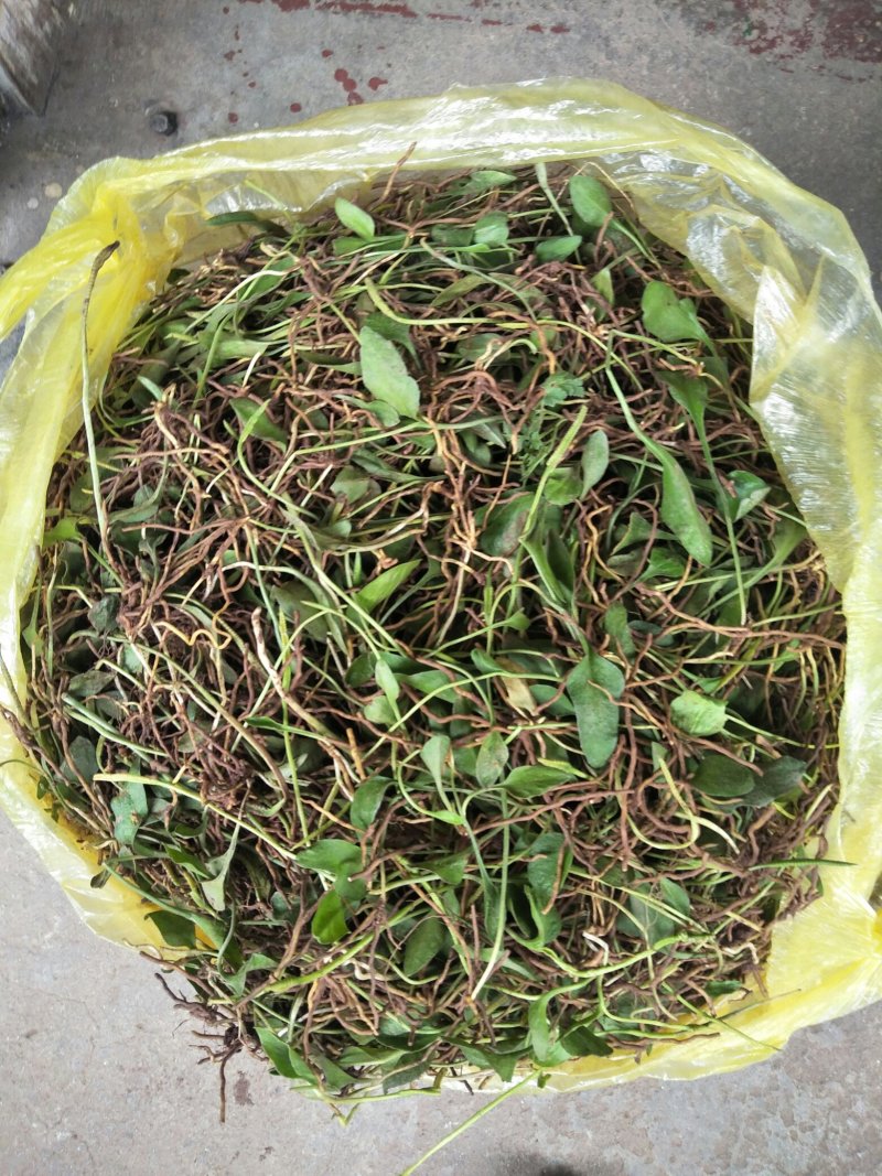 鲜一支箭