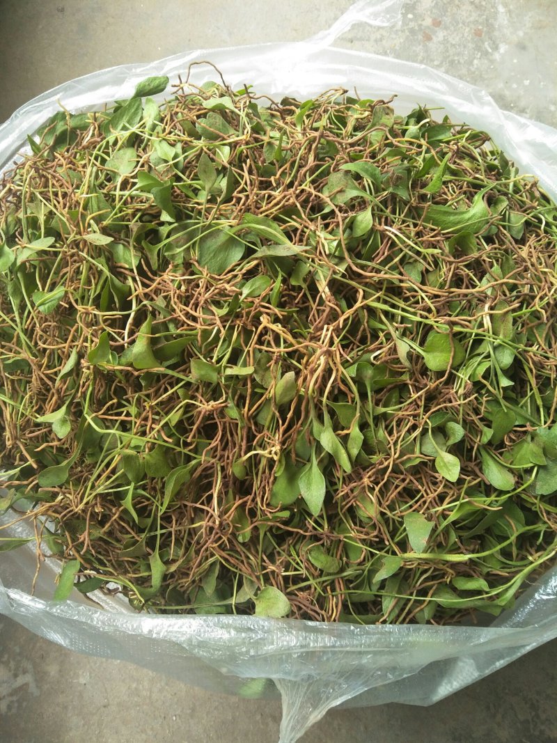 鲜一支箭