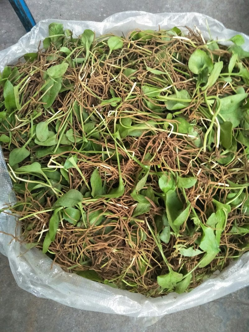 鲜一支箭