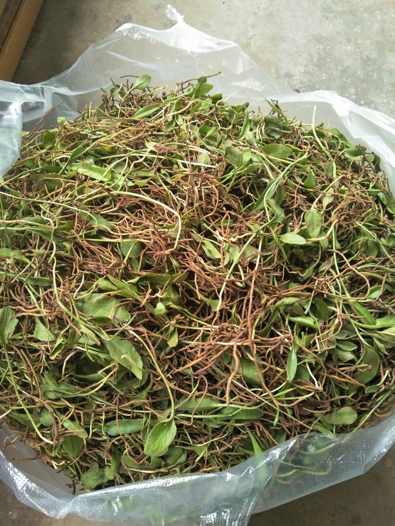 鲜一支箭