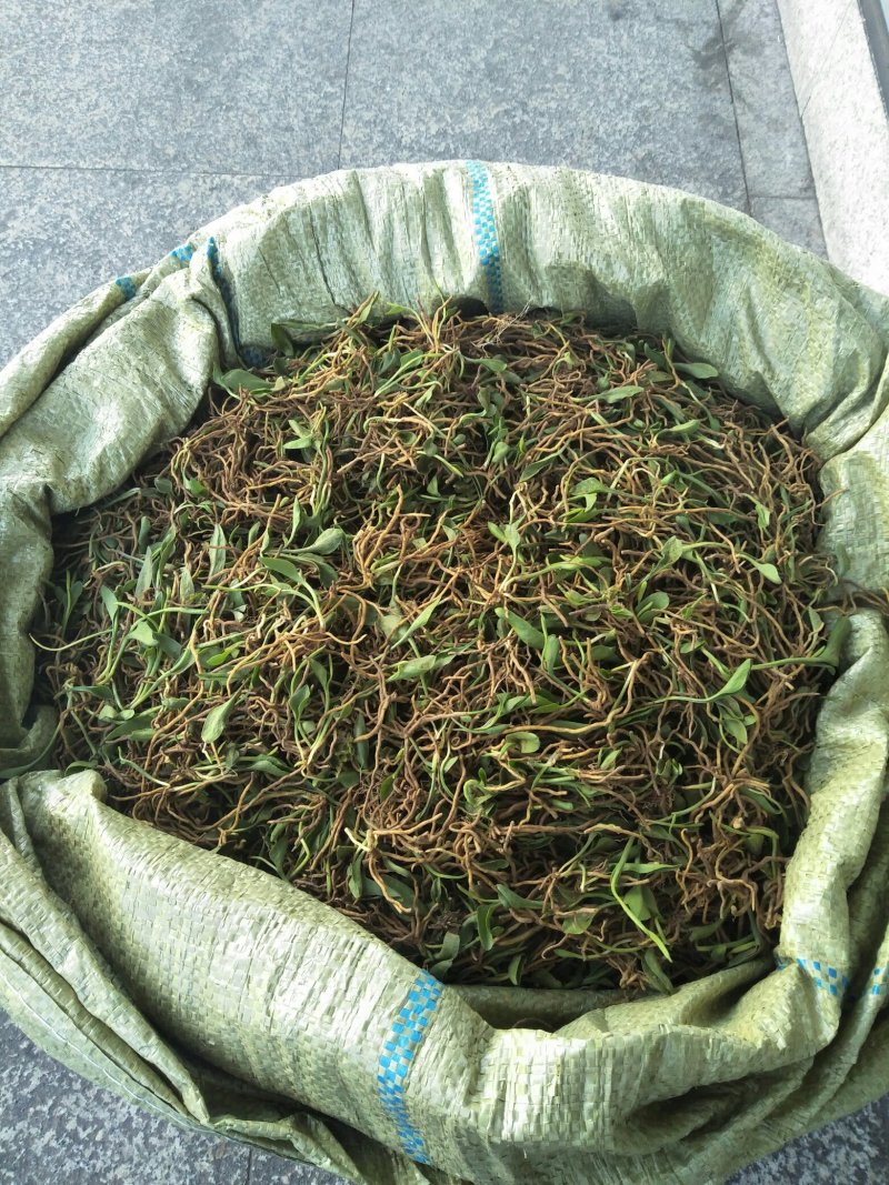 鲜一支箭