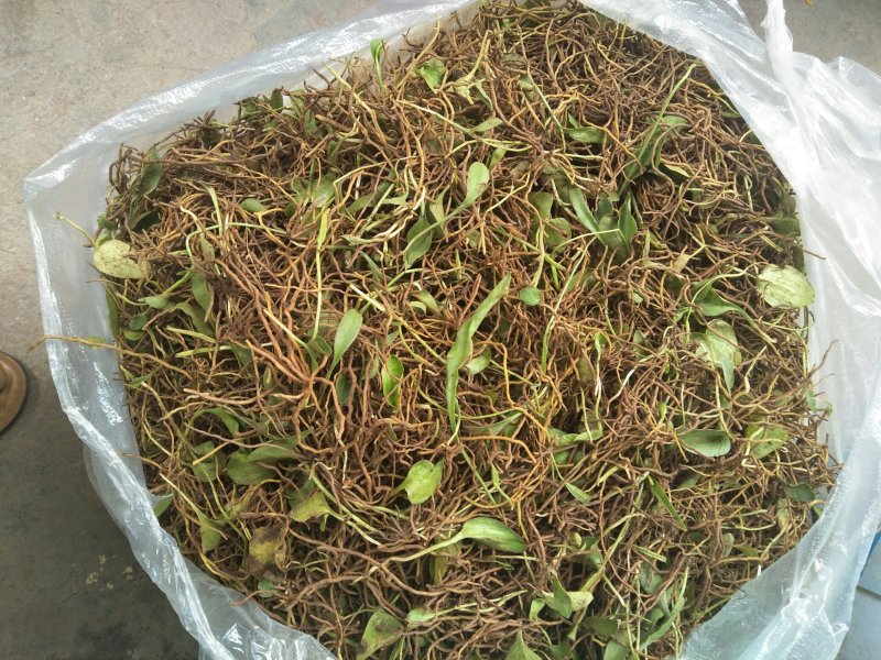 鲜一支箭