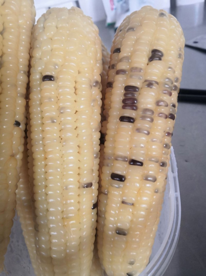 粘甜玉米