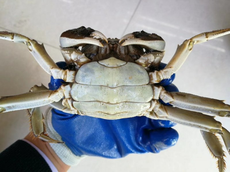 盘锦稻田肥蟹