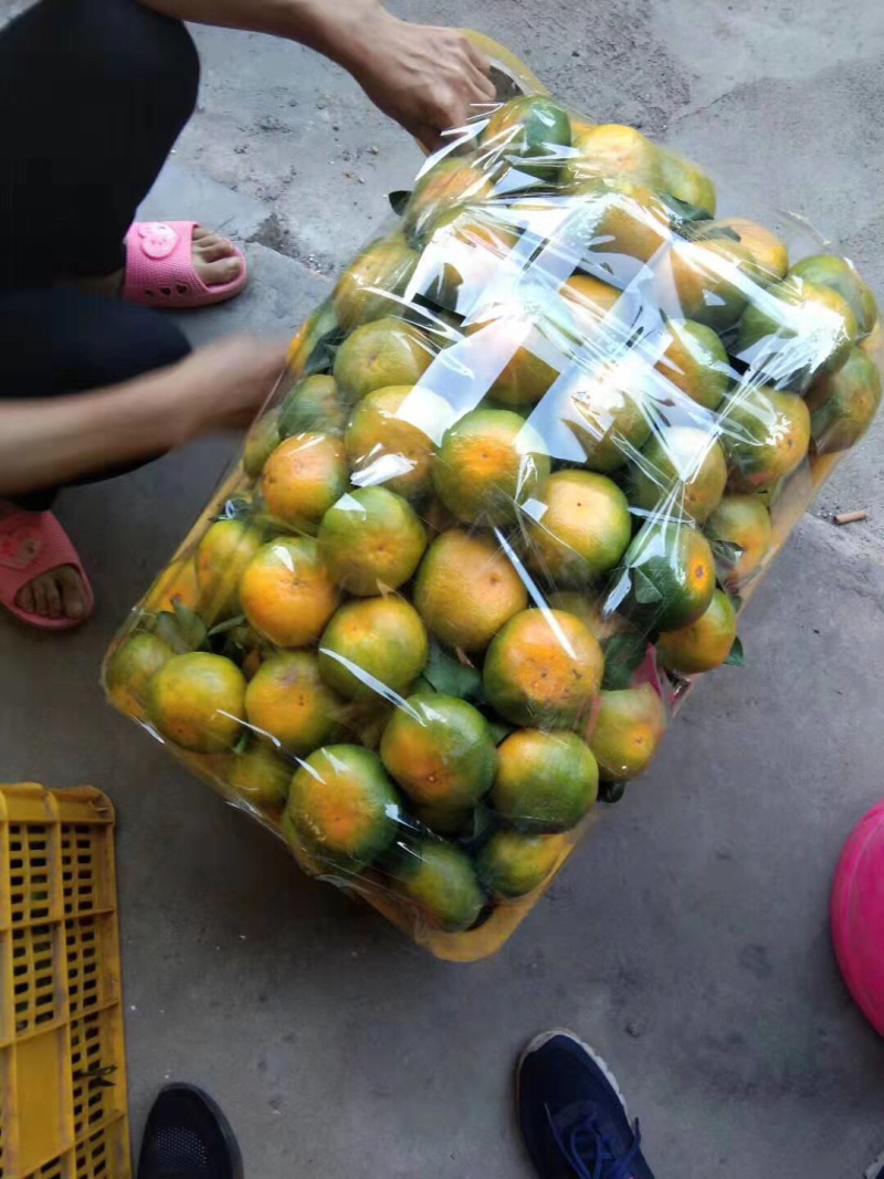 专业代销各地蜜桔