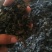 《地皮菜》野生地皮菜/多次过筛收选干净无杂，电商货，泡货