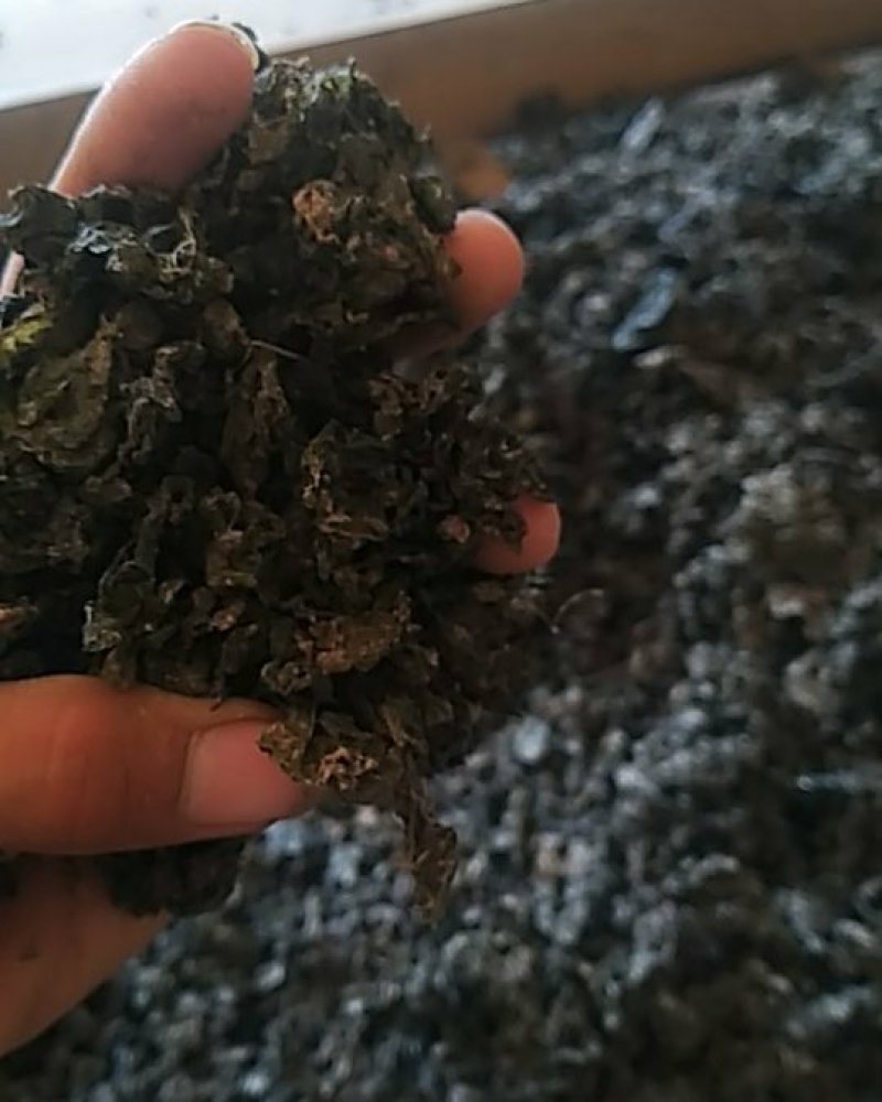 《地皮菜》野生地皮菜/多次过筛收选干净无杂，电商货，泡货
