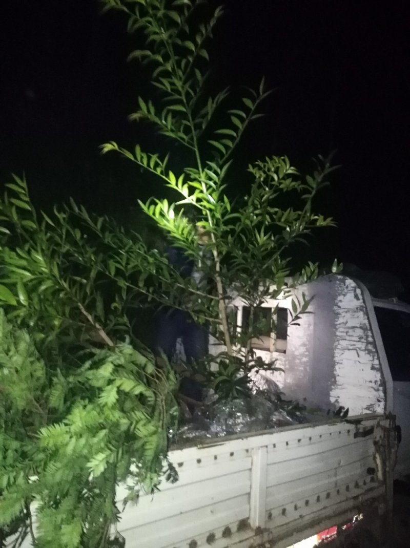 竹柏1--------10，具体价钱按要求定价