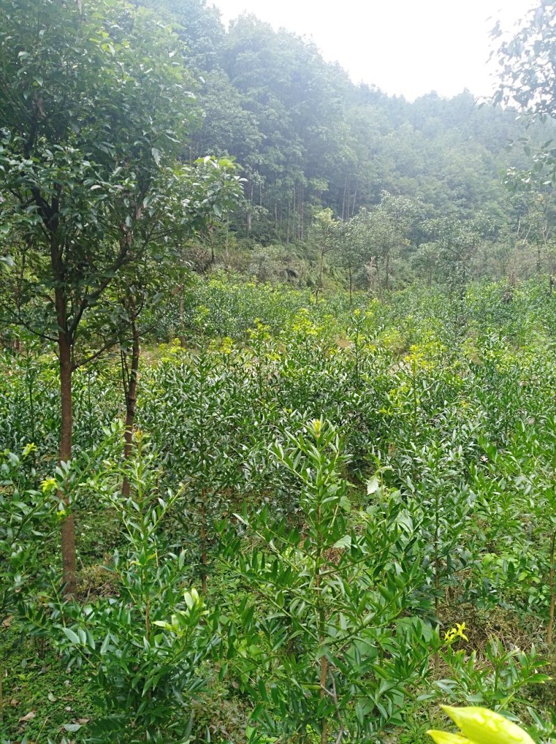 竹柏1--------10，具体价钱按要求定价