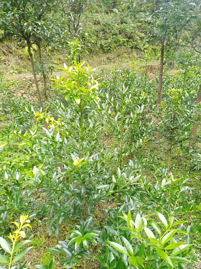 竹柏1--------10，具体价钱按要求定价