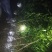 竹柏1--------10，具体价钱按要求定价