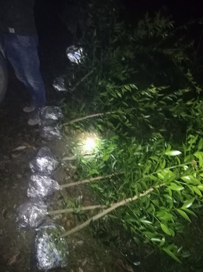竹柏1--------10，具体价钱按要求定价