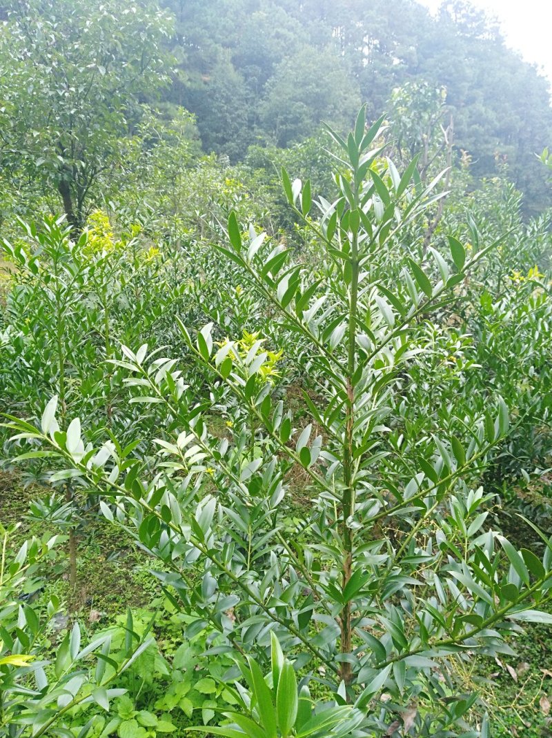 竹柏1--------10，具体价钱按要求定价