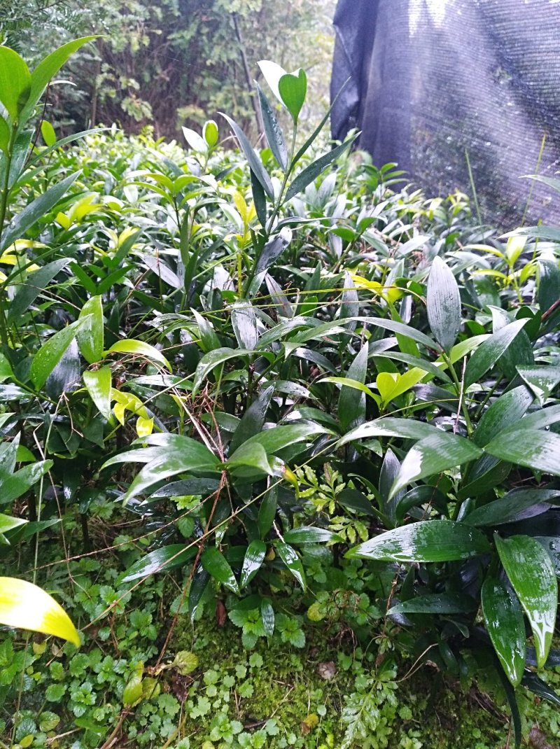 竹柏1--------10，具体价钱按要求定价