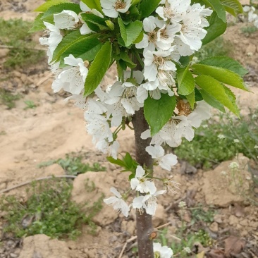 美早大樱桃苗，俄八，樱桃苗基地直销，现起苗