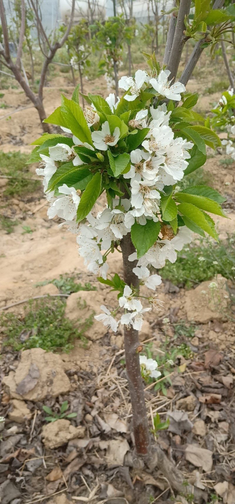 美早大樱桃苗，俄八，樱桃苗基地直销，现起苗