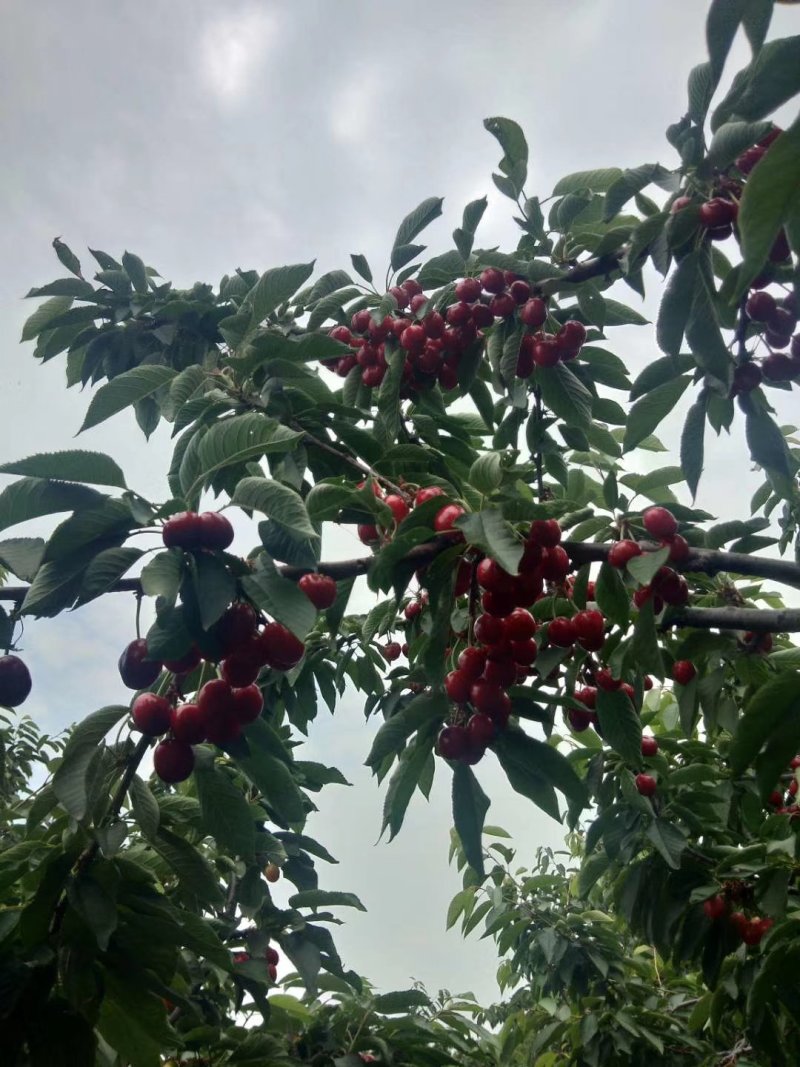 美早大樱桃苗，俄八，樱桃苗基地直销，现起苗
