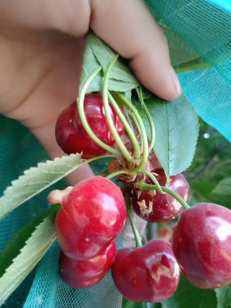 美早大樱桃苗，俄八，樱桃苗基地直销，现起苗