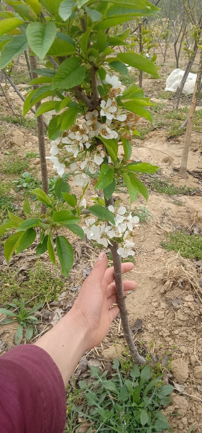 美早大樱桃苗，俄八，樱桃苗基地直销，现起苗
