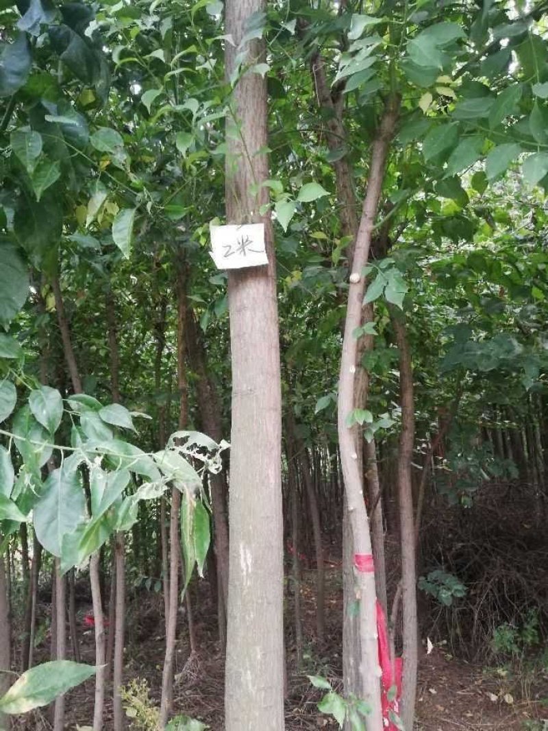 丝棉木