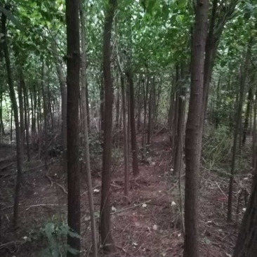 丝棉木