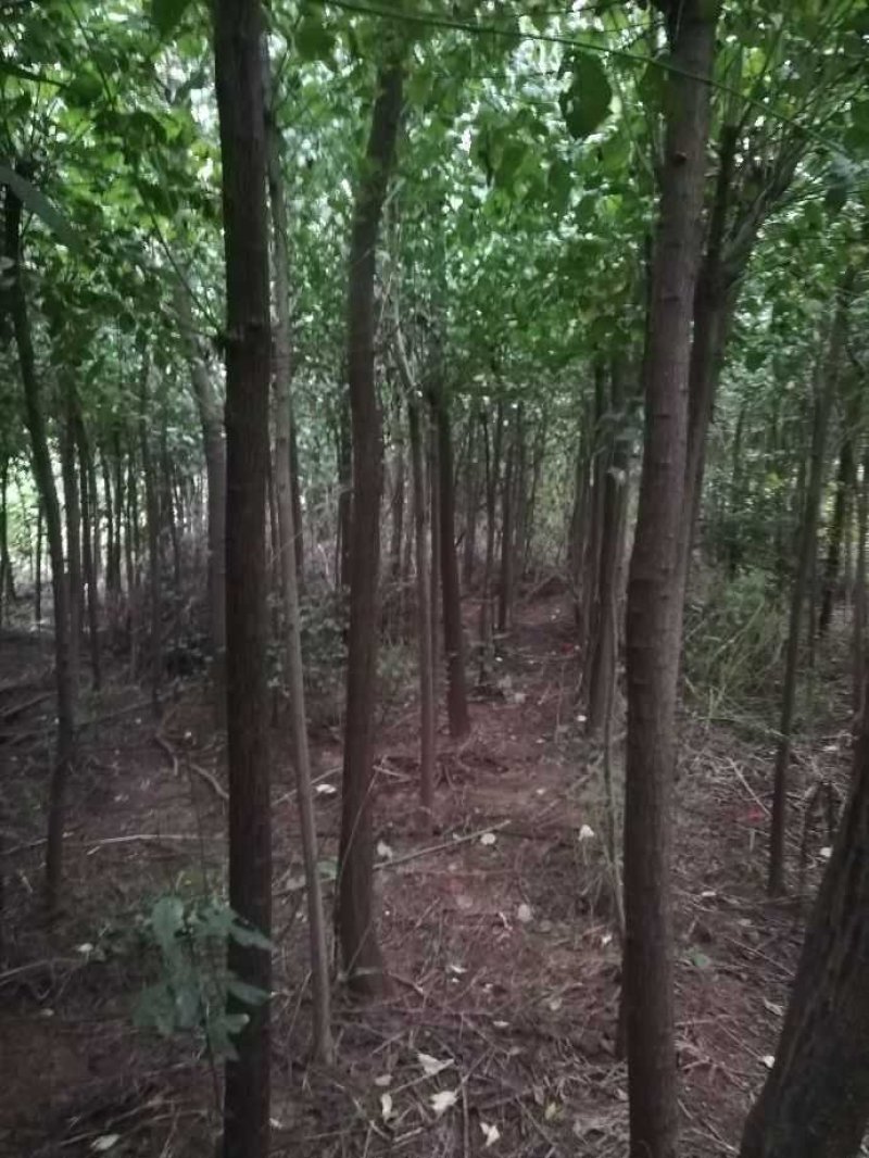 丝棉木