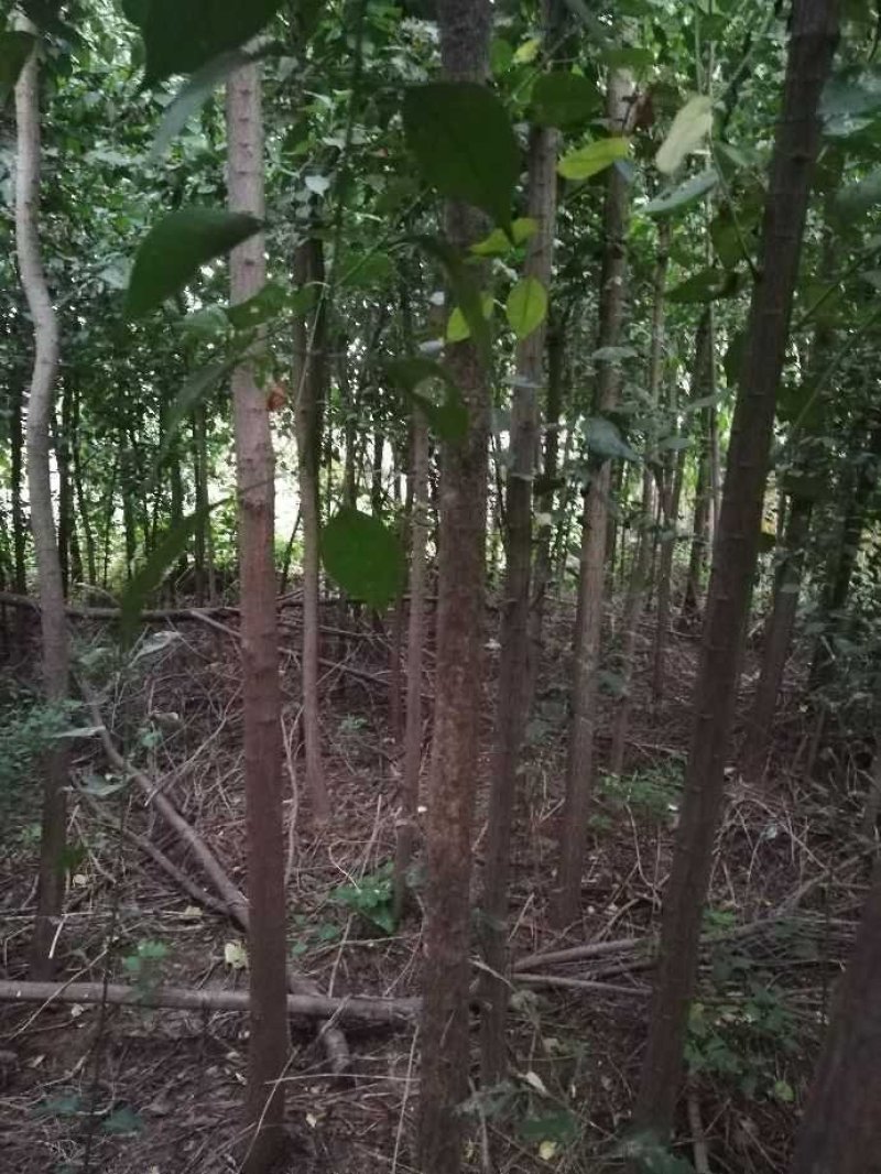 丝棉木