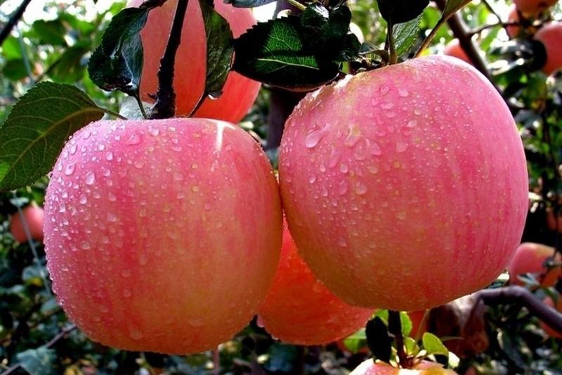 红富士苹果应季新鲜水果山西临猗主产超市批发档口专供