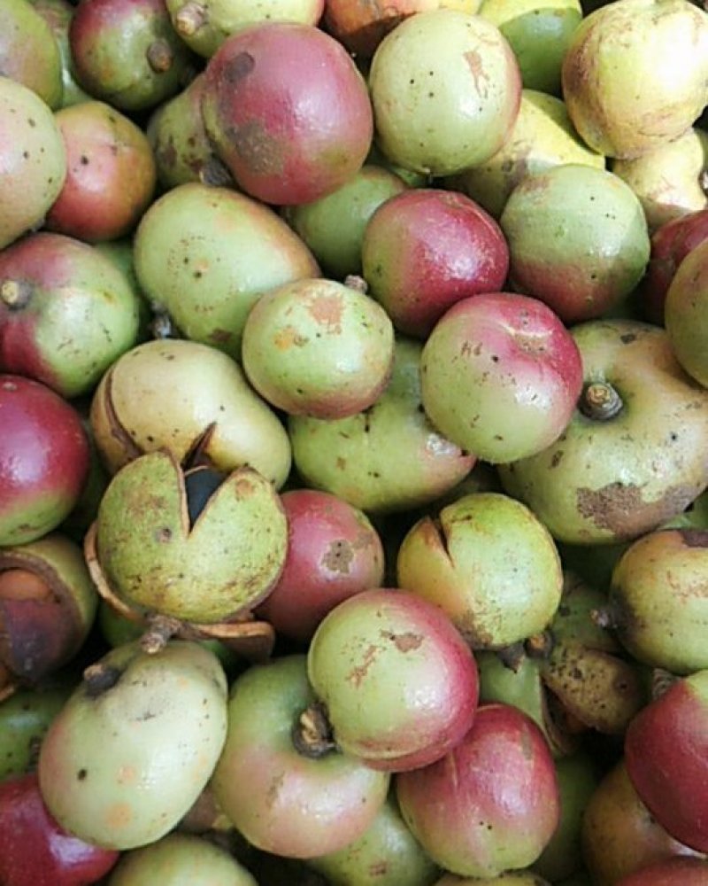 野生油茶孑
