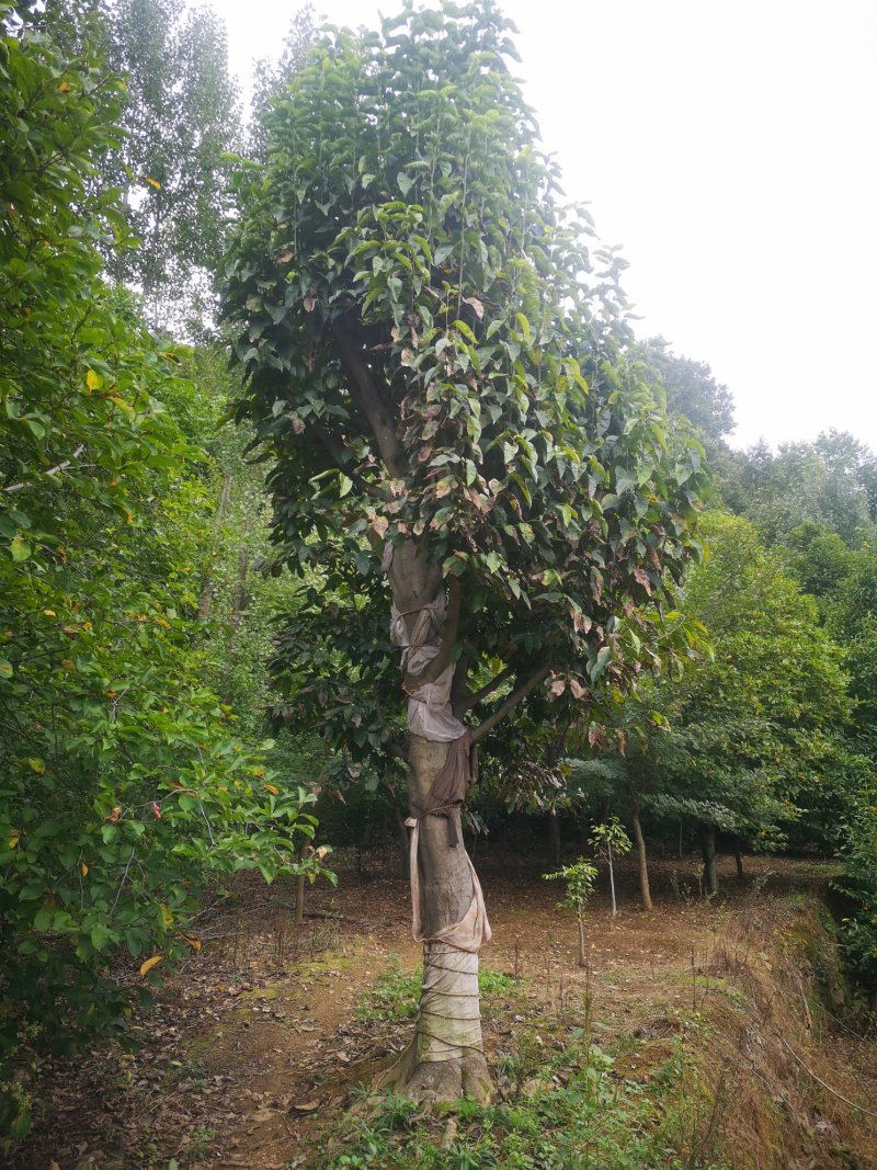 玉兰树精品红紫黄白玉兰