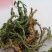 千层塔，干货千层，一手货源，品质保证，药典标准一公斤起批