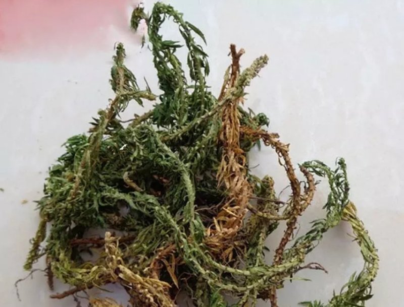 千层塔，干货千层，一手货源，品质保证，药典标准一公斤起批