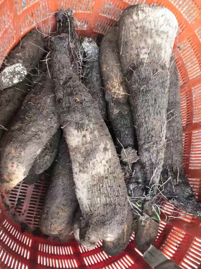 温州文成正宗糯米山药有机无公害农产品蔬菜糯米薯山药