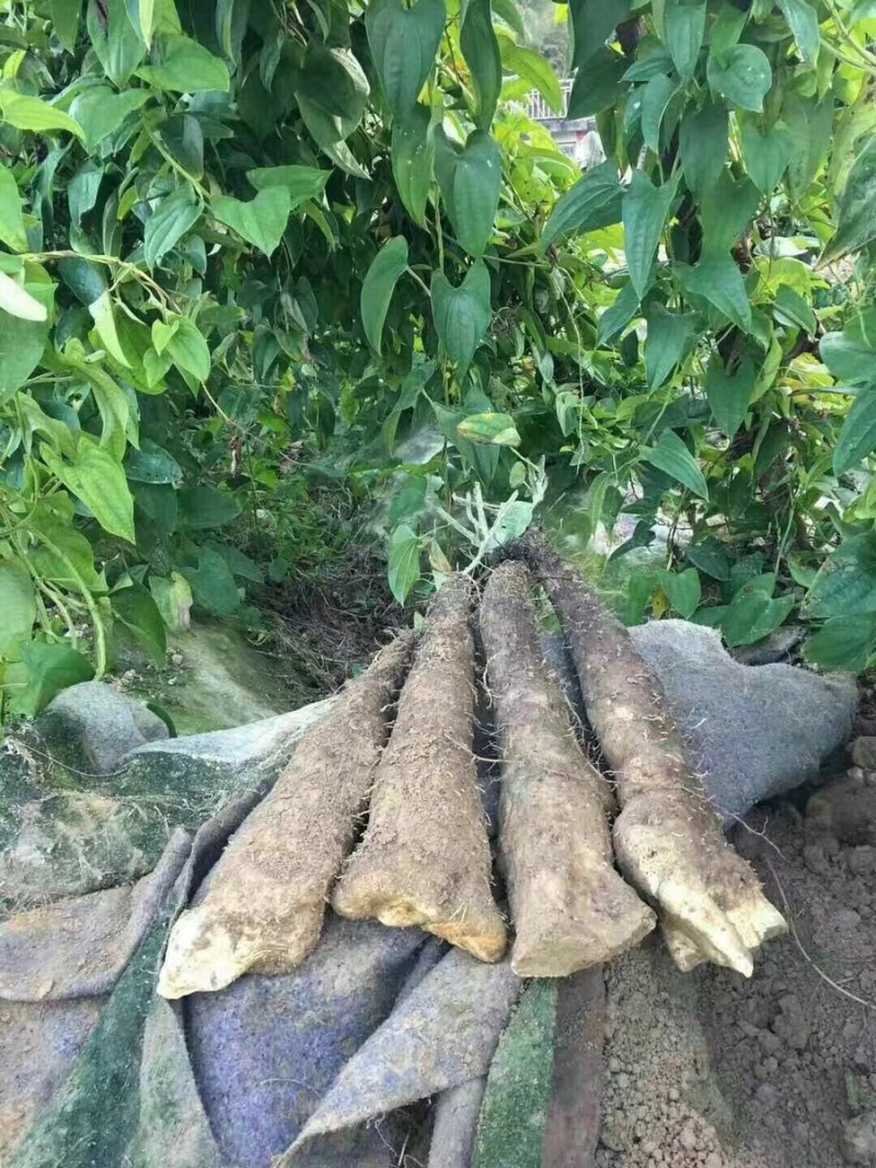 温州文成正宗糯米山药有机无公害农产品蔬菜糯米薯山药