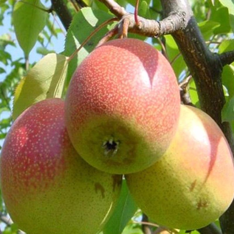 【热销】山西运城红香酥梨应季水果孕妇水果现摘现发