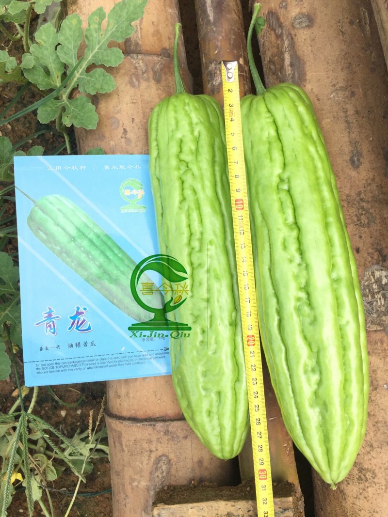 青龙苦瓜中晚熟大直瘤抗病丰产