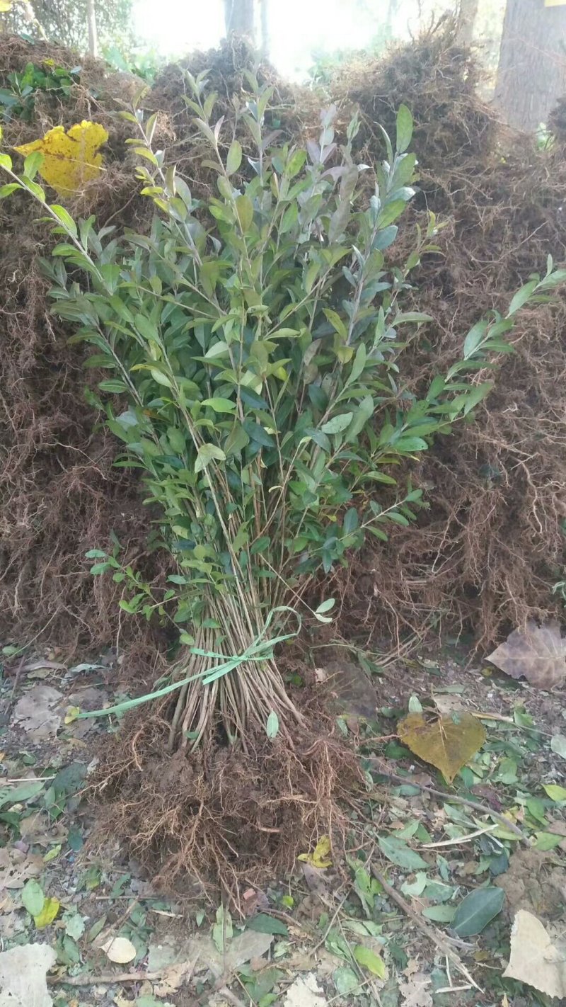 西北专供-二年生水蜡，金叶水蜡低价供应，保证成活