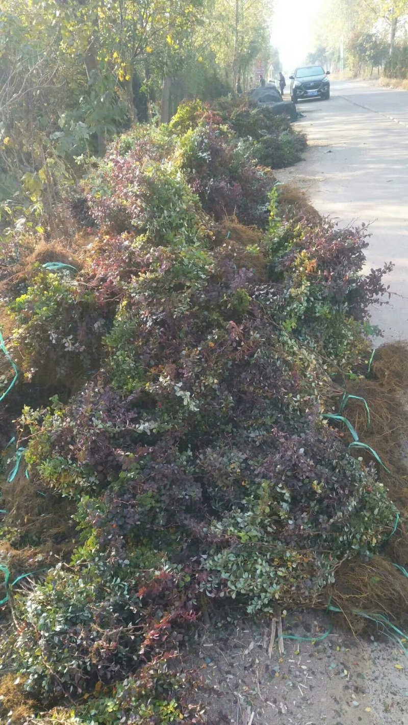 西北专供-二年生水蜡，金叶水蜡低价供应，保证成活