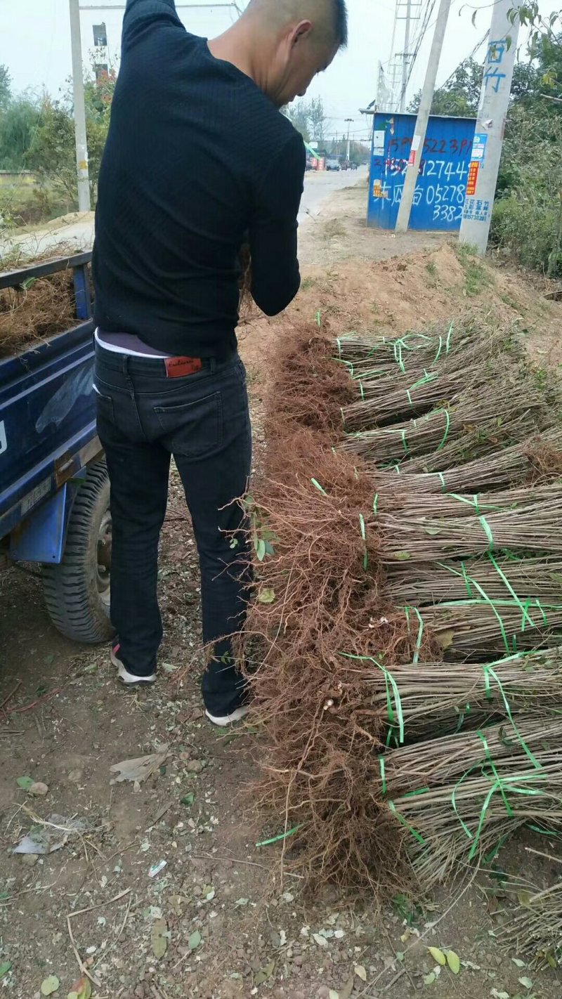 西北专供-二年生水蜡，金叶水蜡低价供应，保证成活