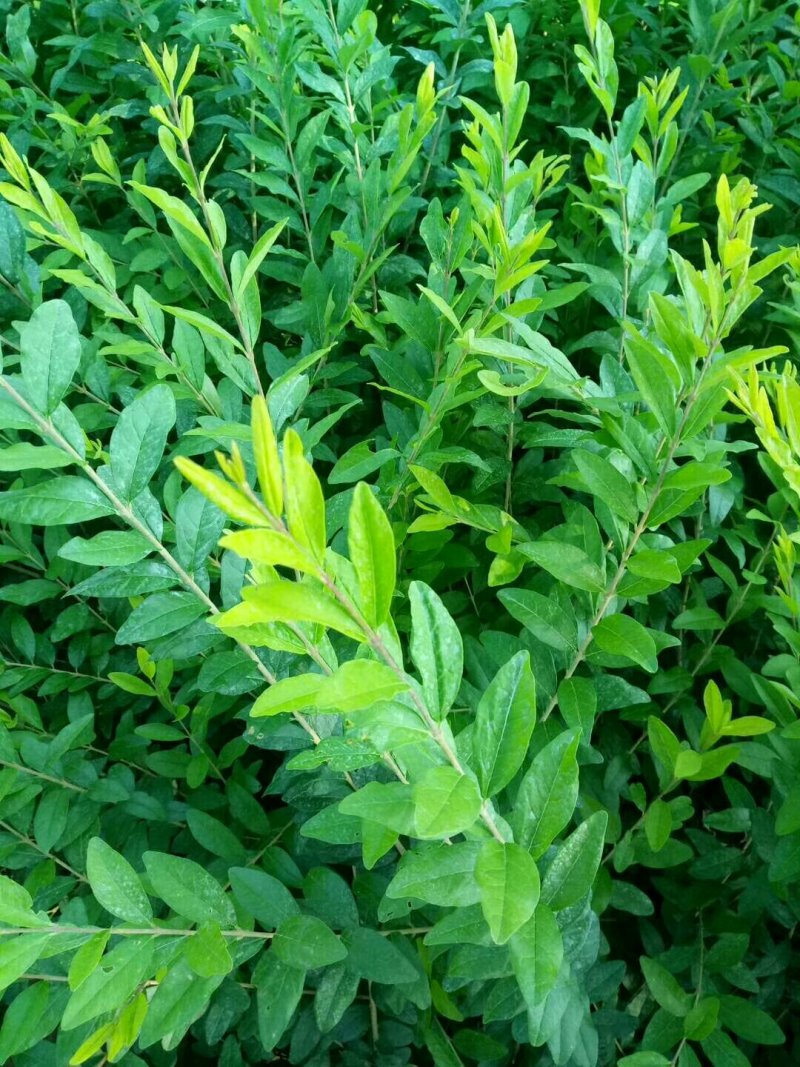 西北专供-二年生水蜡，金叶水蜡低价供应，保证成活