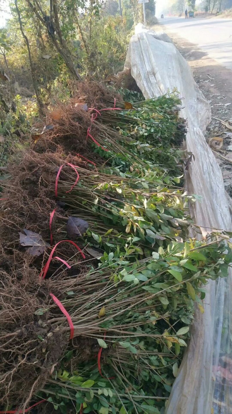 西北专供-二年生水蜡，金叶水蜡低价供应，保证成活
