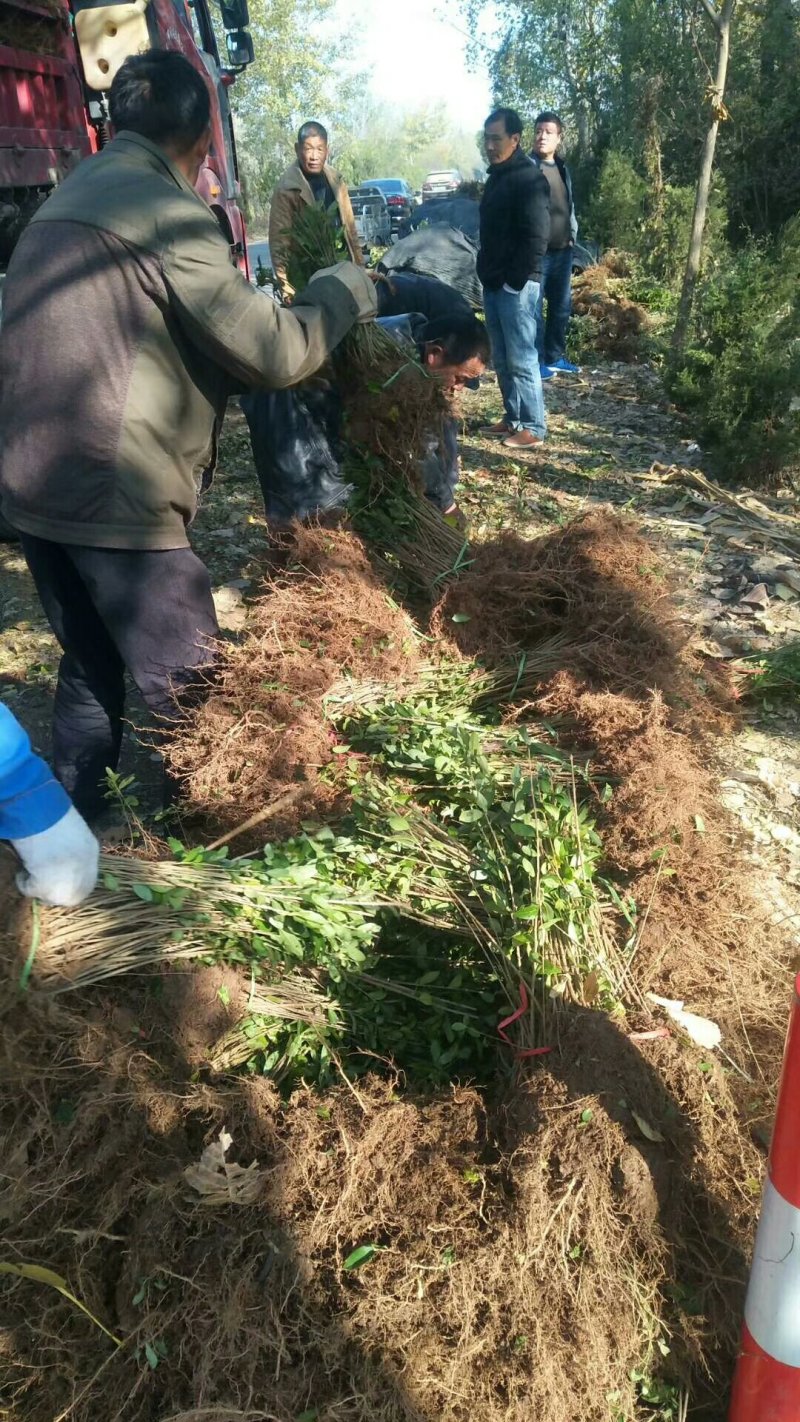 西北专供-二年生水蜡，金叶水蜡低价供应，保证成活