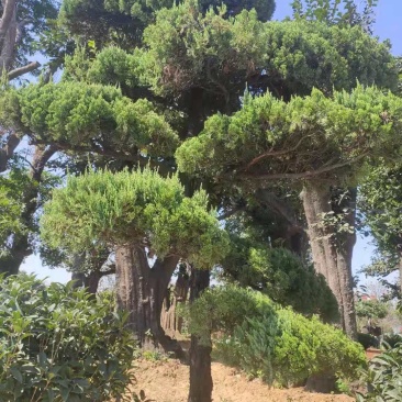 造型龙柏