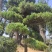造型龙柏