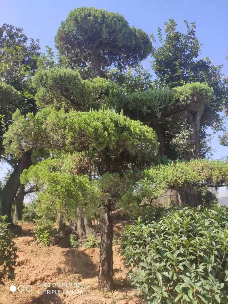 造型龙柏