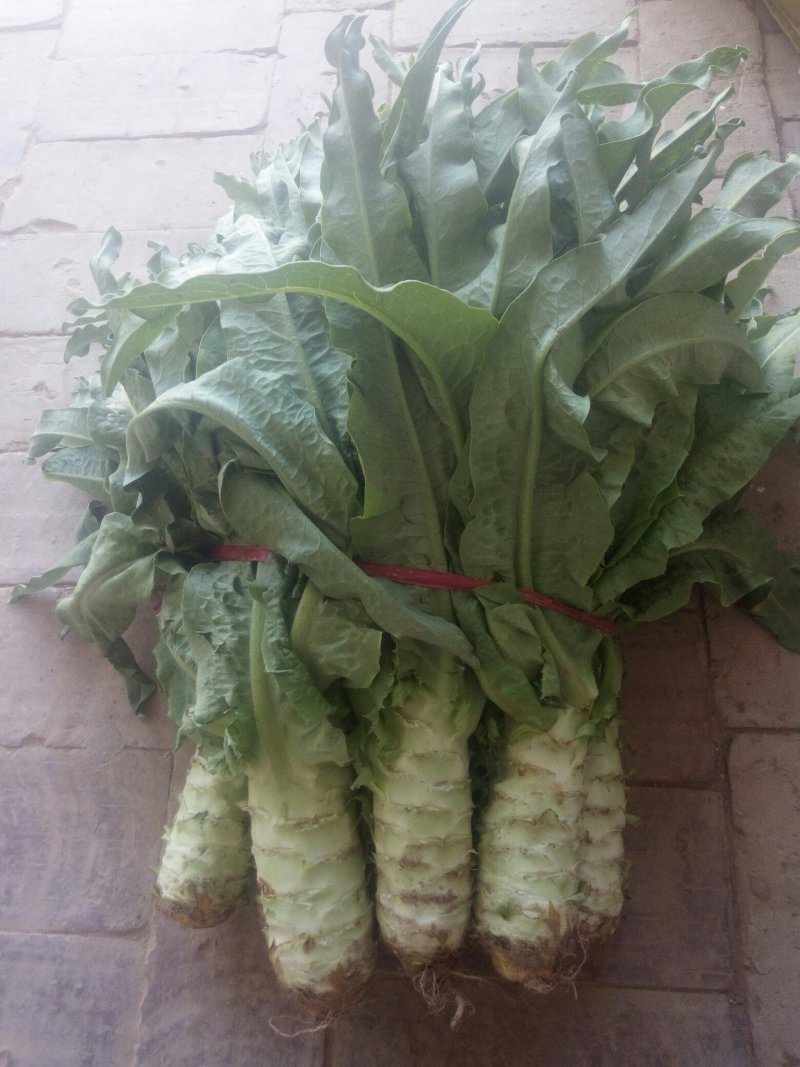 精品青叶莴笋大量上市，品质优良，质量上乘无空心欢迎采购