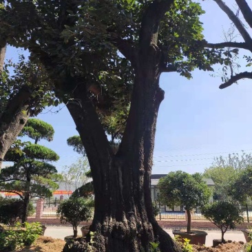 柿树