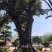 柿树